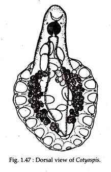 Dorsal View of Cotyaspis