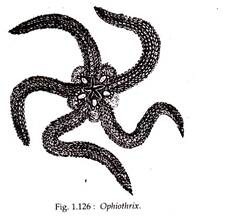 Ophiothrix