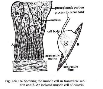 A Showing Muscle Cell in Transverse Section and Isolated Muscle Cell of Ascaris
