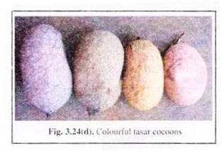Colourful Tasar Cocoons