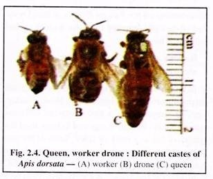 Queen,Worker Drone : Different Castes of Apis Drosata