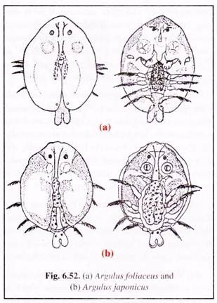 Argulus Foliaceus and Argulus Japonicus