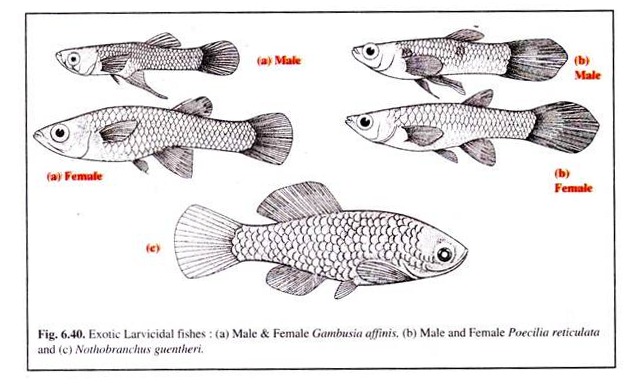 Exotic Larvicidal Fishes