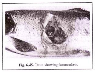 Trout Showing Furunculosis