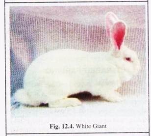 White Giant
