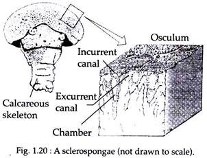 Sclerospongae