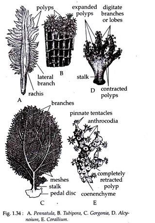 Pennatula, Tubipora, Gorgonia, Alcynoium and Corallium