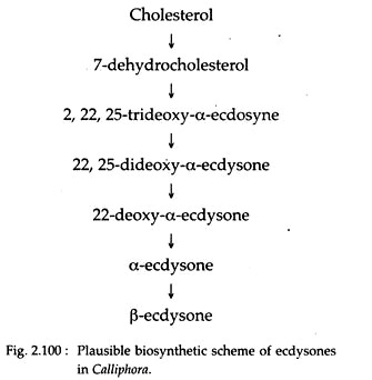 Plausible Biosynthetic Scheme of Ecdysones in Calliphora