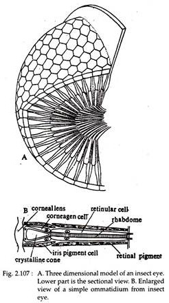 Model of an Insect Eye and Simple Ommatidium from Insect Eye