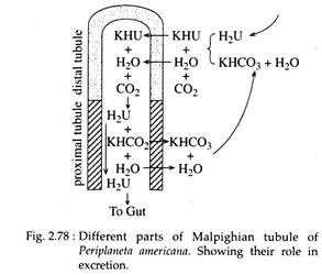 Different Parts of Malpighian Tubule of Periplaneta Americana