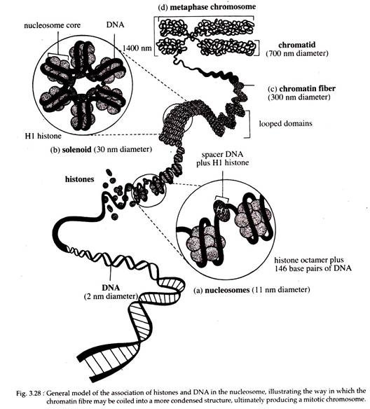 General Model of the Association of Histones and DNA