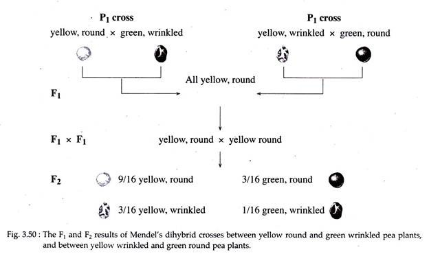 F1 and F2 Results of Mendel's Dihybrid Crosses