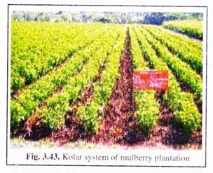 Kolar System of Mulberry Plantation