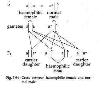 Cross between Haemophilic Female and Normal Male