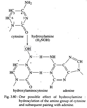 One Possible Effect of Hydroxylamine