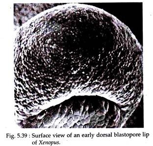 Surface View of an Early Dorsal