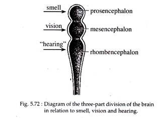 Three-Part Division of the Brain