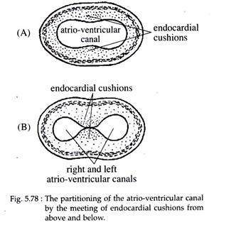 Partitioning of the Atrio-Ventricular Canal