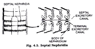 Body of Nephridium