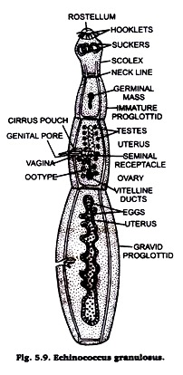 Echinococcus Granulosus