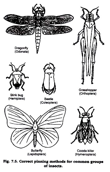 Correct Pinning methods for common groups of insects