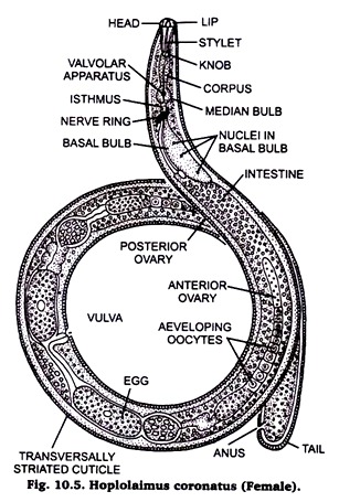 Hoplolaimus coronatus