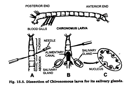 Dissection of Chironomous larva for its salivary glands