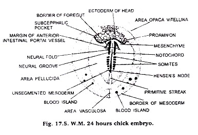 W.M. 24 Hours Chick Embryo
