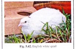 English White Quail