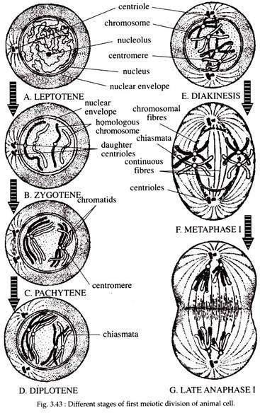 Meiosis and Cell Division Biology Diagrams