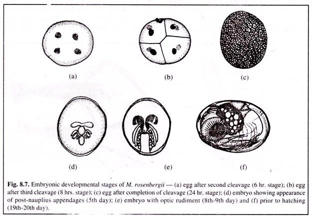 Embryonic Development Stages of M. rosenbergii