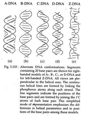 Alternate DNA Conformation