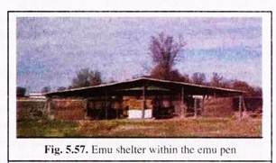 Emu Shelter Within the Emu Pen
