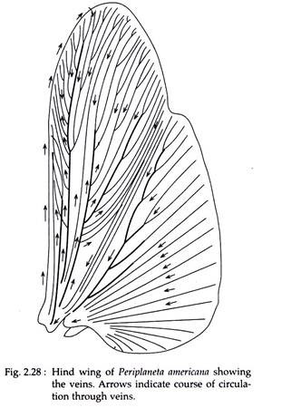 Hind Wing of Periplaneta Americana