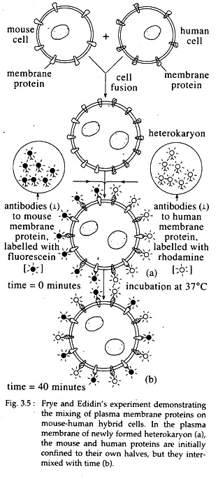 Frye and Edidin's Experiment