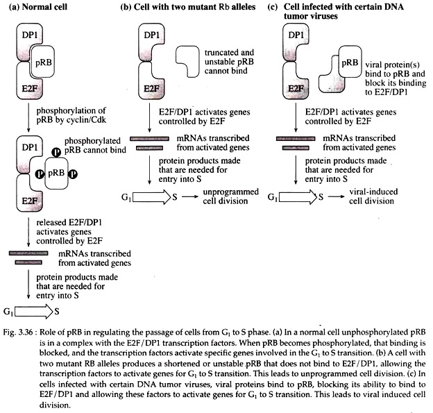 Role of pRB