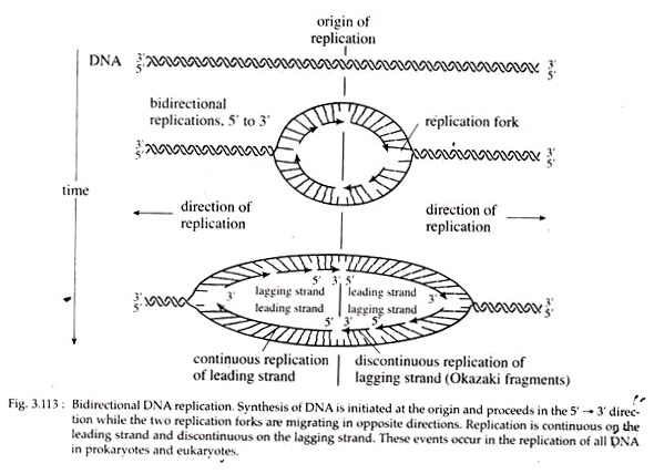 Bidirectional DNA Replication