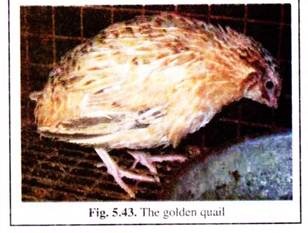 Golden Quail