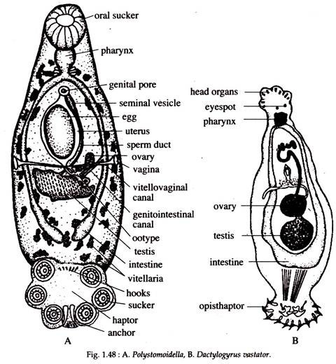 Polystomoidella and Dactylogyrus Vastator