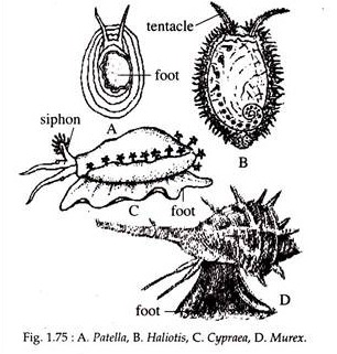 Patella, Haliotis, Cypraea, Murex