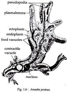 Amoeba Proteus