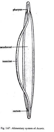 Alimentary System of Ascaris