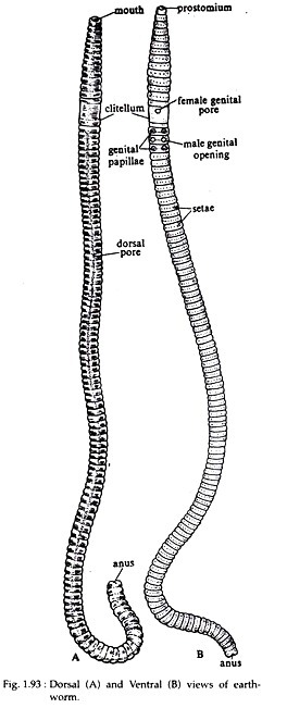 Study Notes on Pheretima