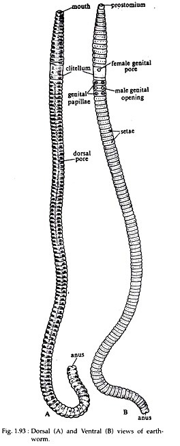 Dorsal, Ventral and View of Earthworm