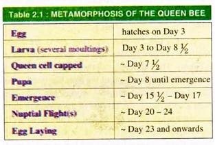 Metamorphosis of the Queen Bee