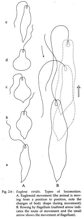 Flagellar Locomotion In Euglena Invertebrates