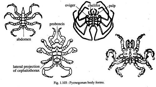 Pyenogonan Body Forms