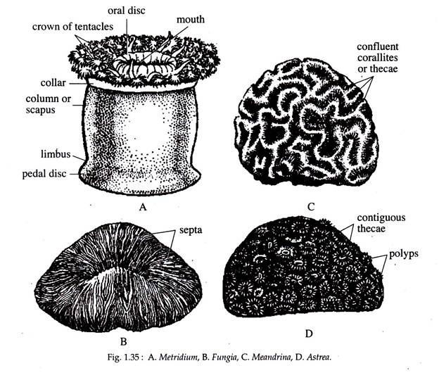 Mertridium, Fungia, Meandrina and Astrea