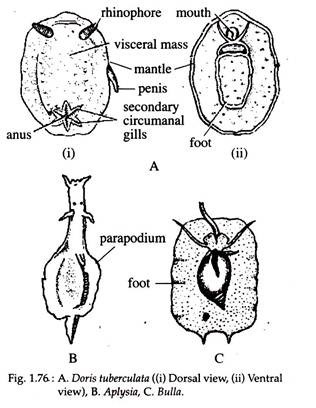 Doris Tuberculata, Aplysia and Bulla