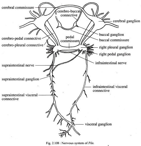 Nervous System of Pila